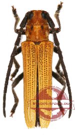 Nupserha quadrioculata