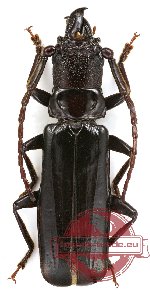 Paleomegopis lameerei