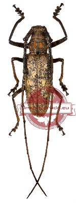 Batocera humeridens