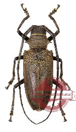 Batocera laena ssp. gracilis