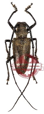 Batocera laena ssp. gracilis