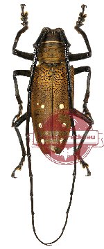 Batocera laena ssp. laena
