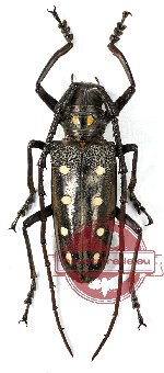 Batocera parryi guttata