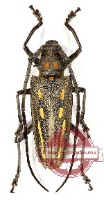 Batocera rosenbergi sumbawana