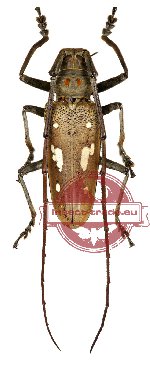 Batocera thomsoni ssp.