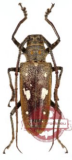 Batocera thomsoni ssp.