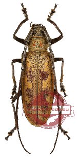 Batocera timorlautensis