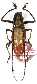 Batocera victoriana