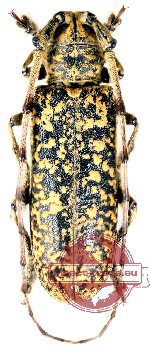 Mecynippus ciliatus (Gahan, 1888) (A2)