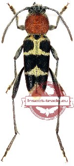 Xylotrechus magnicollis (10 pcs)