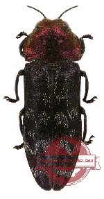 Coraebus thoracellus Kerremans, 1900 ssp. nov.