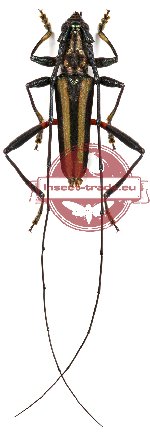 Callichromatini sp. 1