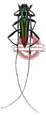 Callichromatini sp. 7A