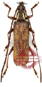 Coptopterus aequatorius