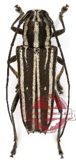 Glenea lugubris (A2)