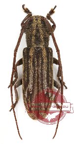 Lamiinae sp. 4