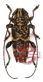 Disterna complexa (A-)