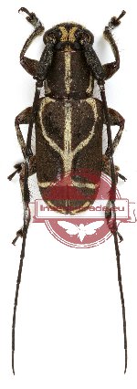 Lamiinae sp. 9 (Corethrophora sp.)