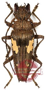 Sepicana arfakensis (A2)