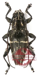 Trigonoptera maculata Perr. (A2)