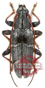 Tmesisternini sp. 24