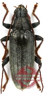 Tmesisternus ruficornis