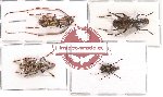Anthribidae scientific lot no. 28 (4 pcs)