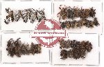 Scientific lot no. 41 Curculionidae (37 pcs)