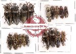 Elateridae Scientific lot no. 16 (13 pcs A-, 5 pcs A2)