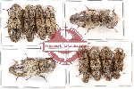 Elateridae Scientific lot no. 19 (10 pcs)