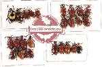 Chrysomelidae Scientific lot no. 46 (26 pcs)