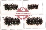 Tenebrionidae Scientific lot no. 40 (20 pcs)