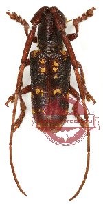 Paragnia fulvomaculata