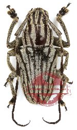 Choeromorpha albofasciata