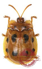 Cassidinae sp. 7