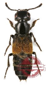 Staphylinidae sp. 6