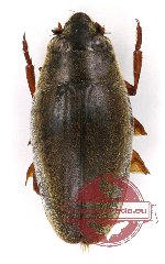 Gyrinidae sp. 1