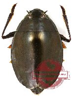 Gyrinidae sp. 3