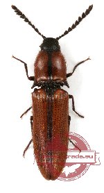 Elateridae sp. 25