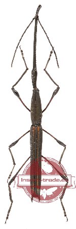 Brenthidae sp. 8