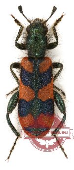 Trichodes sp. 1