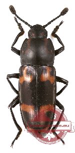 Erotylidae sp. 12