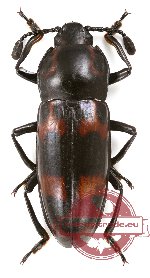 Erotylidae sp. 13