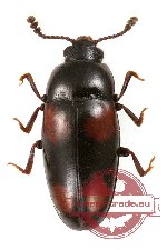 Erotylidae sp. 16 (2 pcs)