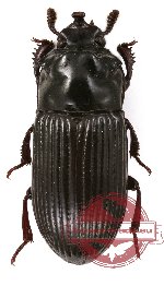 Tenebrionidae sp. 24