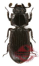 Passalidae sp. 5