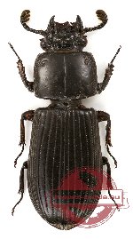 Passalidae sp. 6