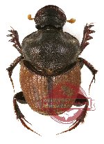 Onthophagus sp. 3