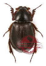 Hybosorinae sp. 2 (5 pcs)