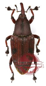 Curculionidae sp. 43